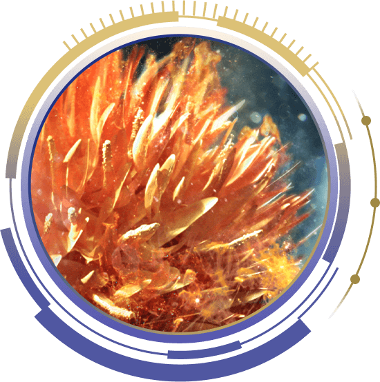 緋紅花圖